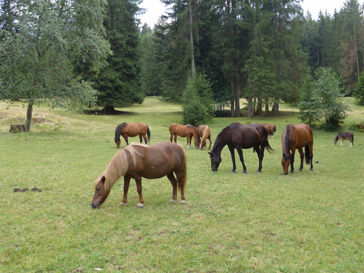 Pferde aus Maison Rouge testeten in Les Murs bereits die Weiden