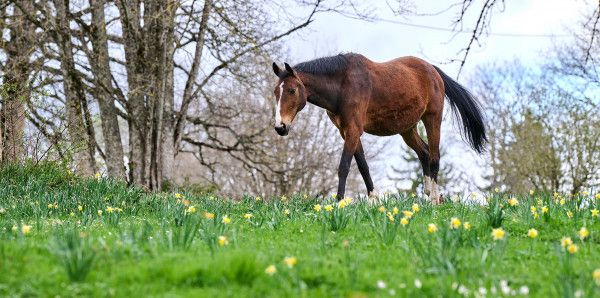 Le Roselet